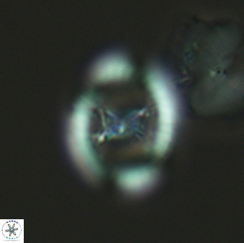Grantarhabdus meddii 3615