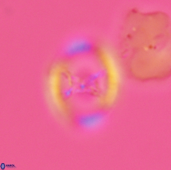 Grantarhabdus meddii 3616