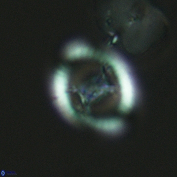 Grantarhabdus meddii 3618