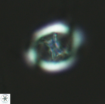 Grantarhabdus meddii 3610