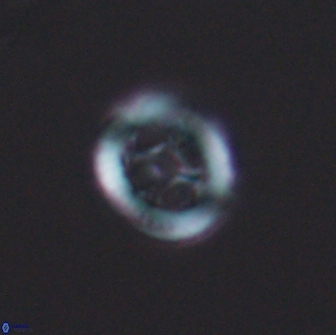 Grantarhabdus bukryi 8965