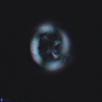 Grantarhabdus bukryi 8967