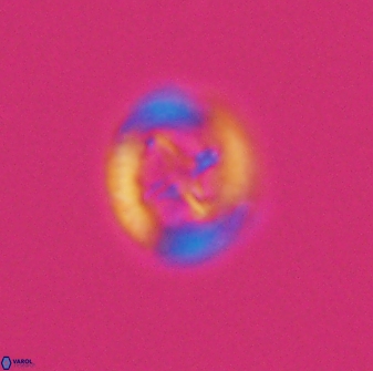 Grantarhabdus bukryi 8968