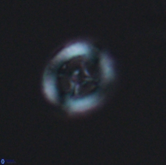 Grantarhabdus bukryi 8969