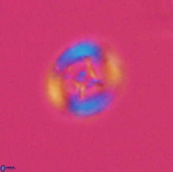 Grantarhabdus bukryi 8970