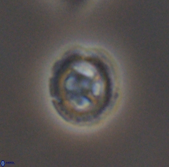 Grantarhabdus bukryi 8971