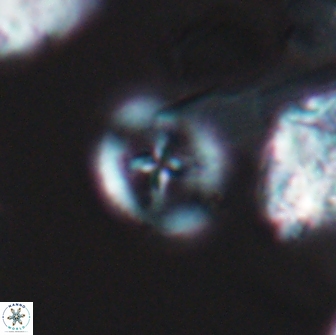 Grantarhabdus bukryi 9254