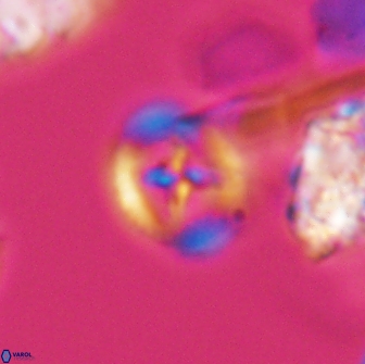 Grantarhabdus bukryi 9255