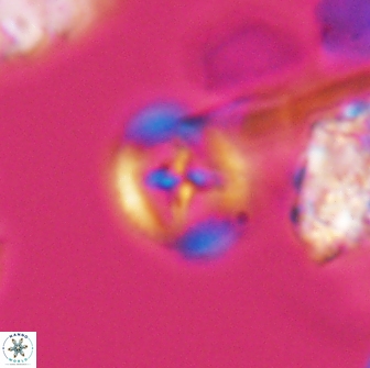 Grantarhabdus bukryi 9255