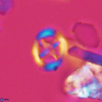 Grantarhabdus bukryi 9256