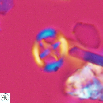 Grantarhabdus bukryi 9256