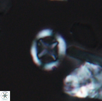 Grantarhabdus bukryi 9257