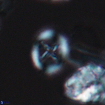 Grantarhabdus bukryi 9258