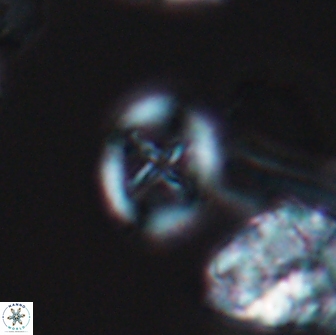 Grantarhabdus bukryi 9258
