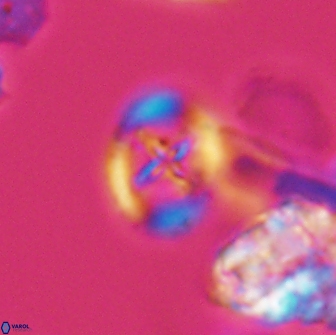 Grantarhabdus bukryi 9259