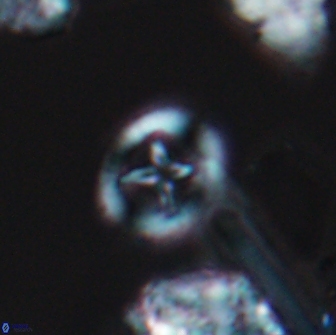 Grantarhabdus bukryi 9260