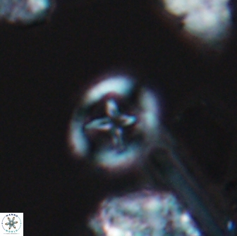 Grantarhabdus bukryi 9260