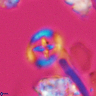 Grantarhabdus bukryi 9261