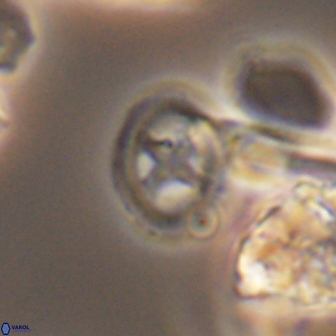 Grantarhabdus bukryi 9262