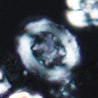 Grantarhabdus coronadventis 7823