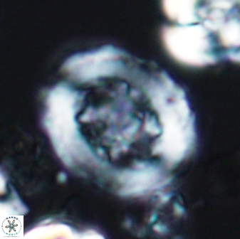 Grantarhabdus coronadventis 7823