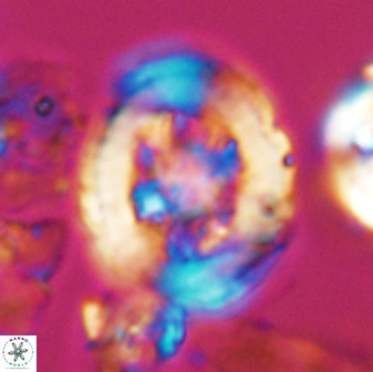 Grantarhabdus coronadventis 7824