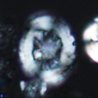 Grantarhabdus coronadventis 7825