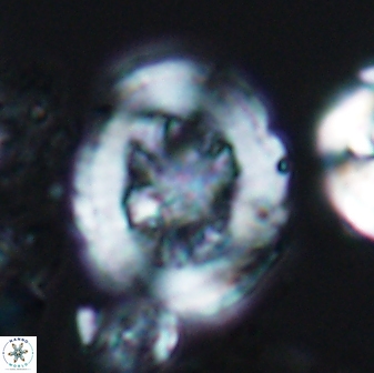 Grantarhabdus coronadventis 7825