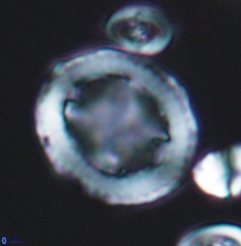 Grantarhabdus coronadventis 8282