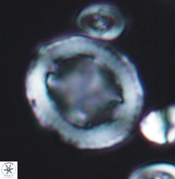 Grantarhabdus coronadventis 8282