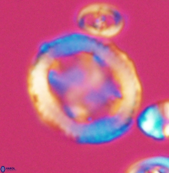 Grantarhabdus coronadventis 8283