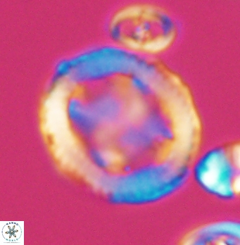 Grantarhabdus coronadventis 8283