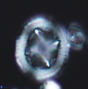 Grantarhabdus coronadventis 8285