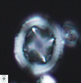 Grantarhabdus coronadventis 8285