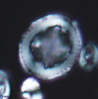 Grantarhabdus coronadventis 8286