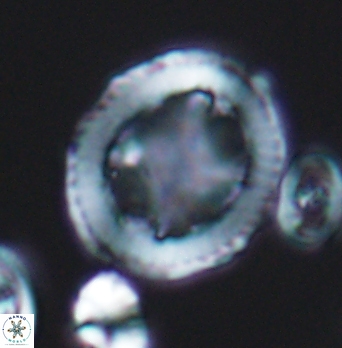 Grantarhabdus coronadventis 8286