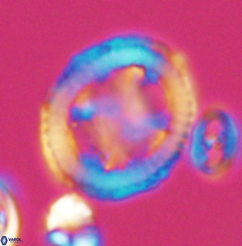 Grantarhabdus coronadventis 8287