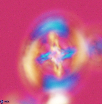 Grantarhabdus coronadventis 8288