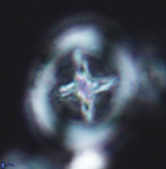 Grantarhabdus coronadventis 8289