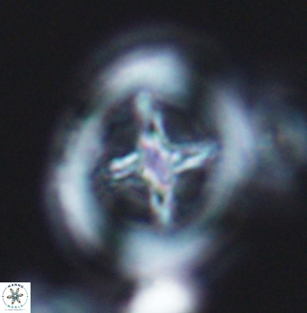 Grantarhabdus coronadventis 8289