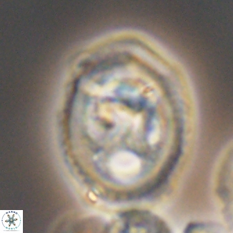 Grantarhabdus coronadventis 8590