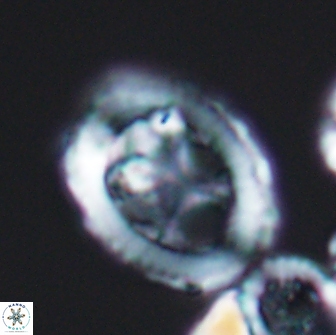 Grantarhabdus coronadventis 8591