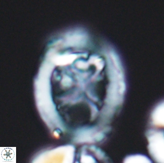 Grantarhabdus coronadventis 8594