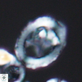 Grantarhabdus coronadventis 8595