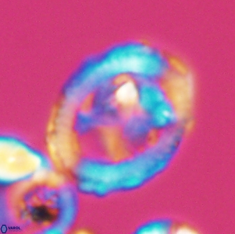 Grantarhabdus coronadventis 8596