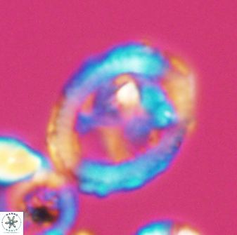 Grantarhabdus coronadventis 8596