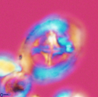 Grantarhabdus coronadventis 8597