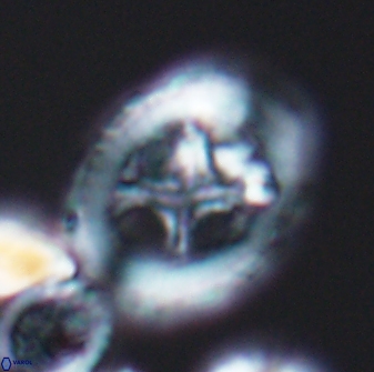 Grantarhabdus coronadventis 8598