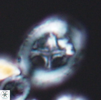 Grantarhabdus coronadventis 8598