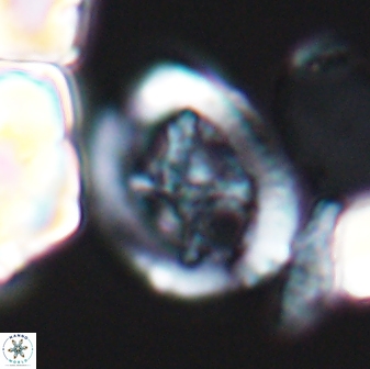 Grantarhabdus coronadventis 8678